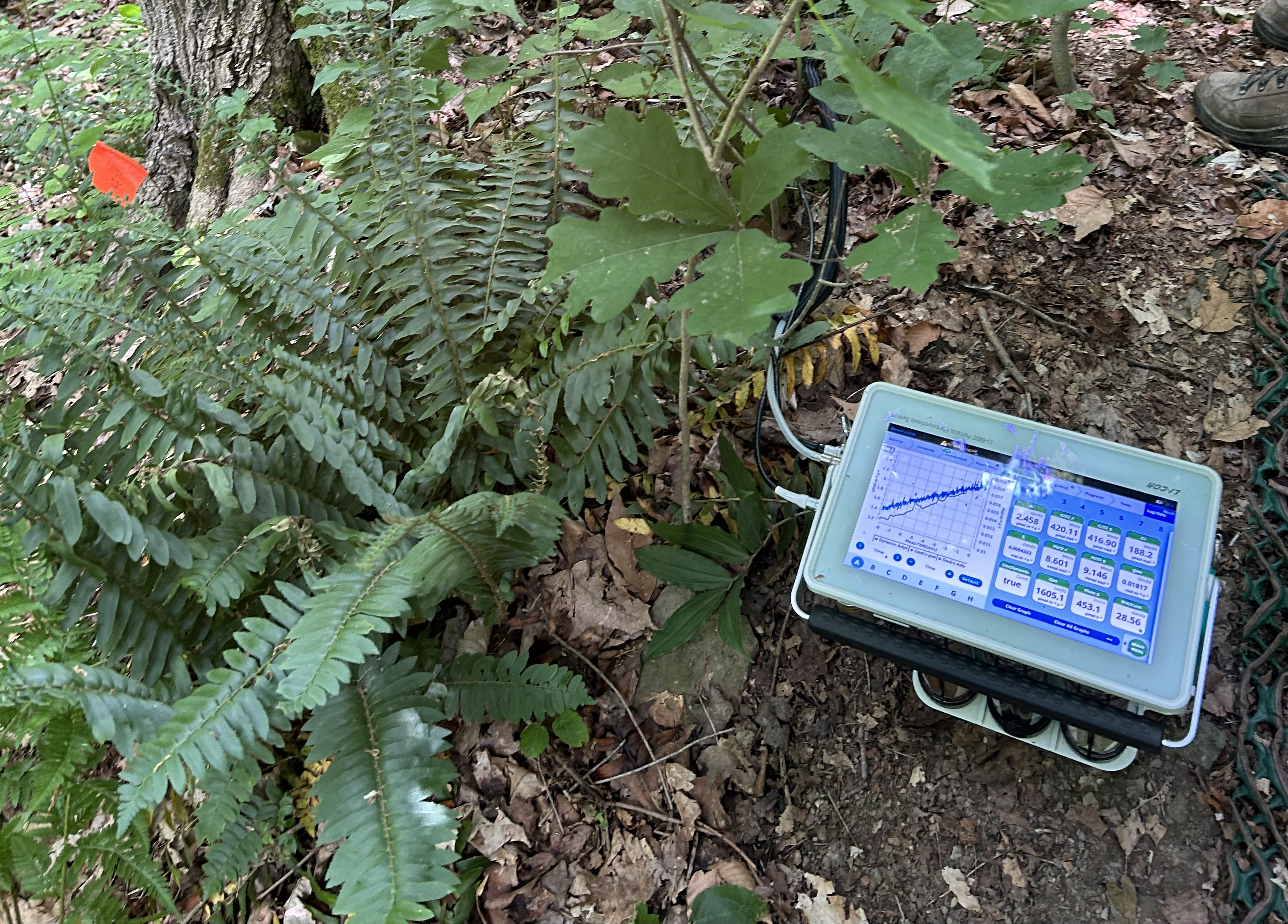 LI-6800 console clamped onto a <i>Maianthemum racemosum</i> individual